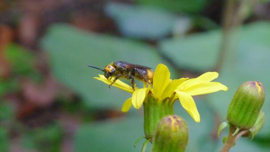 中國(guó)大虎頭蜂有蜂蜜嗎（中國(guó)大虎頭蜂產(chǎn)蜜嗎）