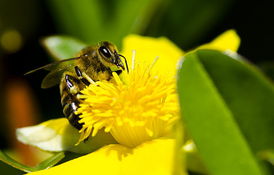 哪里購買松丹一號(hào)蜂王（哪里買的中蜂蜂王最好）