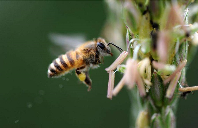 阿壩中蜂原種如何購買(阿壩中蜂原種的價格) 阿壩中蜂原種如何購買(阿壩中蜂原種的價格)