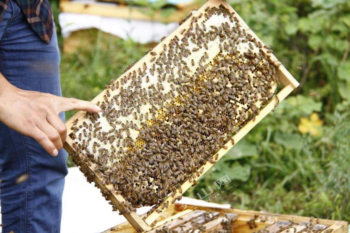 新手養中蜂要掌握哪些技術(沒有經驗養好中蜂的技術要點) 新手養中蜂要掌握哪些技術(沒有經驗養好中蜂的技術要點)