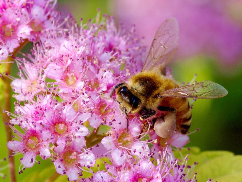 蜜蜂有哪些特點(diǎn)和特征(蜜蜂的特征知識) 蜜蜂有哪些特點(diǎn)和特征(蜜蜂的特征知識)