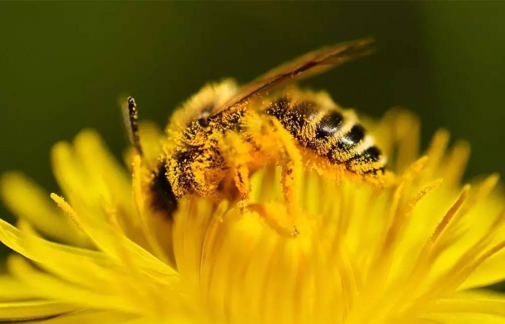 蜜蜂有哪些特點(diǎn)和特征(蜜蜂的特征知識) 蜜蜂有哪些特點(diǎn)和特征(蜜蜂的特征知識)