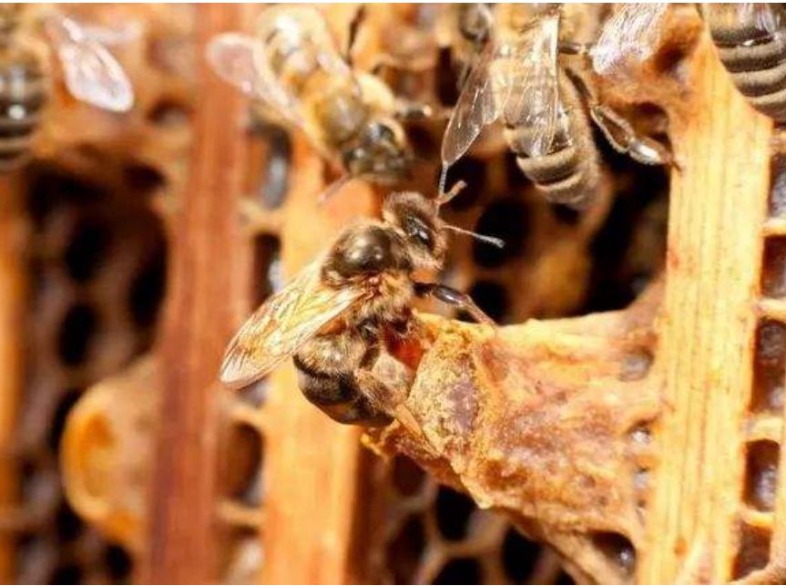 急造王臺(tái)幾天能出蜂王幾天產(chǎn)卵（新蜂王從出王臺(tái)到產(chǎn)卵需要多少天）