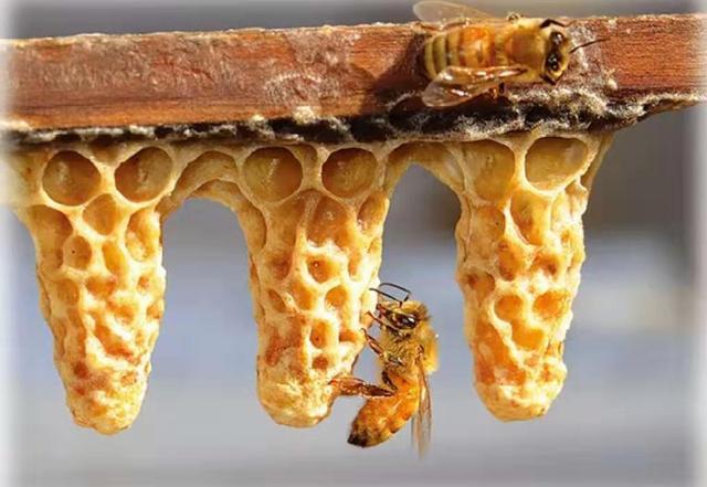 急造王臺(tái)幾天能出蜂王幾天產(chǎn)卵（新蜂王從出王臺(tái)到產(chǎn)卵需要多少天）