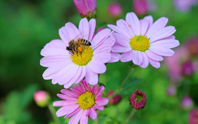 被蜜蜂蟄了為什么找不到刺(為什么蜜蜂會蜇人) 被蜜蜂蟄了為什么找不到刺(為什么蜜蜂會蜇人)