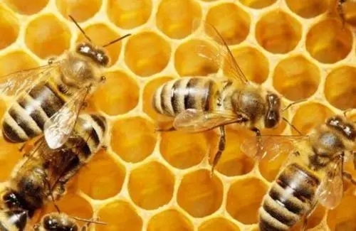 處女王交尾成功身體會(huì)變大嗎