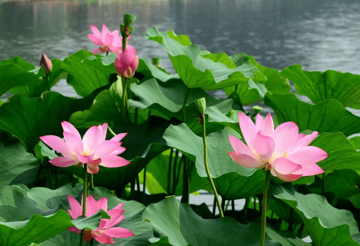 荷花什么季節開花（荷花的開花時間和產蜜情況）