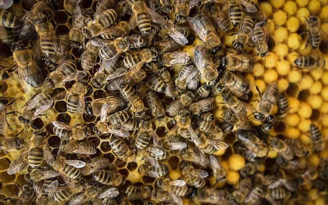 【蜜蜂知識】雄蜂多是什么原因？