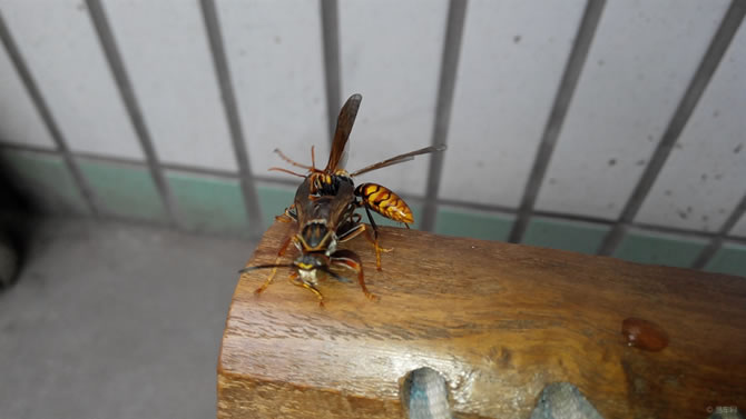 被一只馬蜂蟄了有事嗎？要不要緊？怎么辦(關鍵看是否過敏體質)