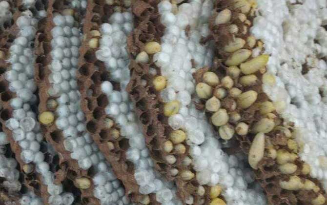 馬蜂有蜂蜜嗎（馬蜂的蜂窩里有蜂蜜嗎）