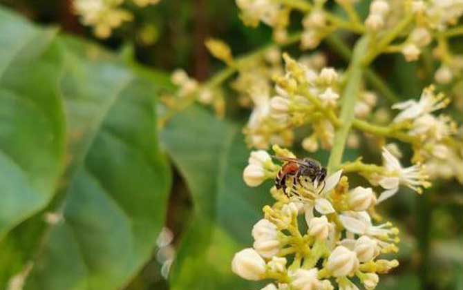 黑小蜜蜂是什么蜂?有哪些特點? 黑小蜜蜂是什么蜂?有哪些特點?