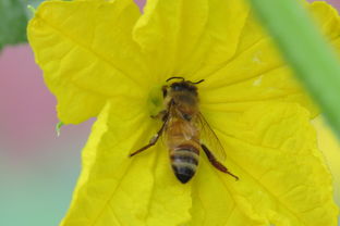 阿壩中蜂王個頭大小（怎么辨別中蜂阿壩王）