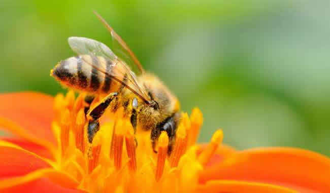 怎么引來蜜蜂自己養殖？