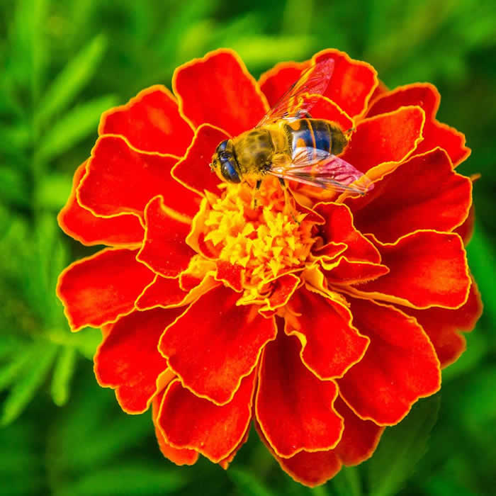 蜜蜂釀蜜過(guò)程是怎樣的? 蜜蜂釀蜜過(guò)程是怎樣的?