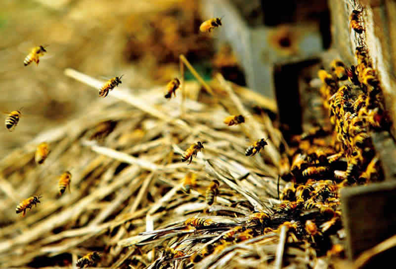 蜜蜂釀蜜過(guò)程是怎樣的? 蜜蜂釀蜜過(guò)程是怎樣的?
