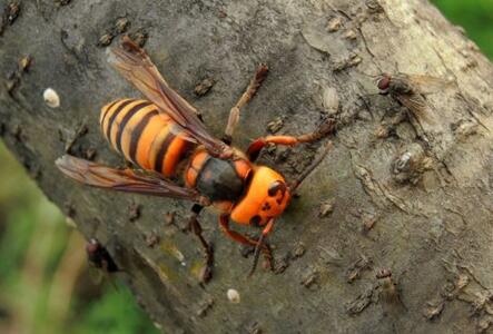 金環胡蜂多少錢一只? 金環胡蜂多少錢一只?