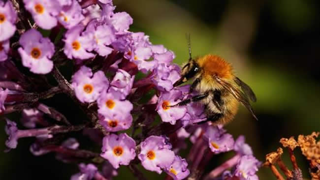 被蜜蜂蟄了怎么處理？