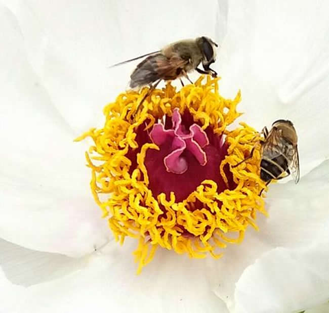 被蜜蜂蟄了怎么處理？