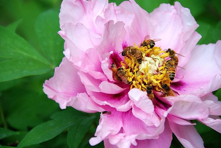 被蜜蜂蟄了怎么處理？