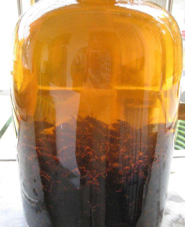 胡蜂泡酒的藥用價(jià)值（馬蜂泡酒有什么功效）