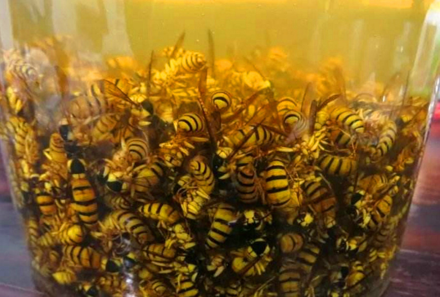 胡蜂泡酒的藥用價(jià)值（馬蜂泡酒有什么功效）