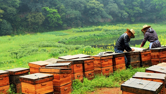 自產蜂蜜如何注冊商標(自產蜂蜜怎么申請商標步驟) 自產蜂蜜如何注冊商標(自產蜂蜜怎么申請商標步驟)