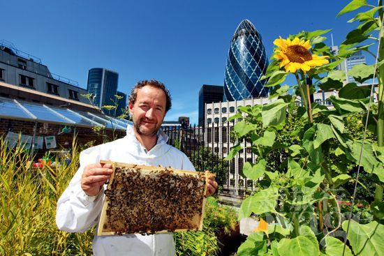 自產蜂蜜如何注冊商標(自產蜂蜜怎么申請商標步驟) 自產蜂蜜如何注冊商標(自產蜂蜜怎么申請商標步驟)