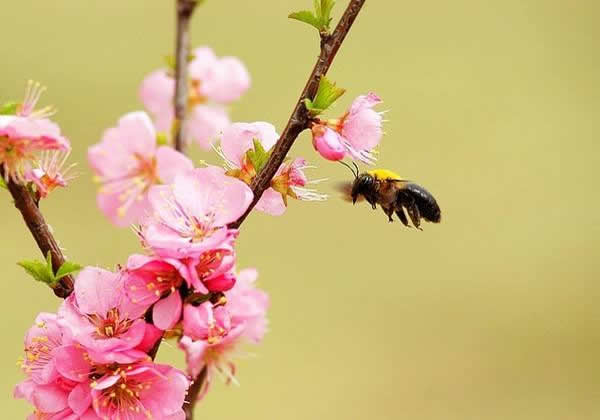 蜂王死了蜜蜂會(huì)怎樣? 蜂王