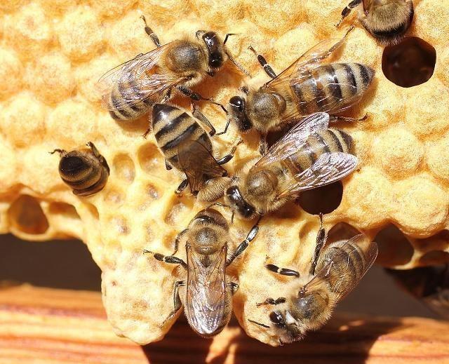 有蜂子無蜂王工蜂會(huì)產(chǎn)卵嗎(工蜂產(chǎn)卵也有條件) 有蜂子無蜂王工蜂會(huì)產(chǎn)卵嗎(工蜂產(chǎn)卵也有條件)