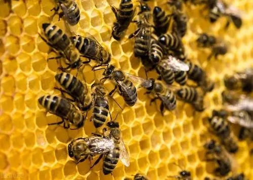 新收沒有巢礎的蜜蜂幾天能正常出群(新收的蜂群多久可以穩定下來) 新收沒有巢礎的蜜蜂幾天能正常出群(新收的蜂群多久可以穩定下來)