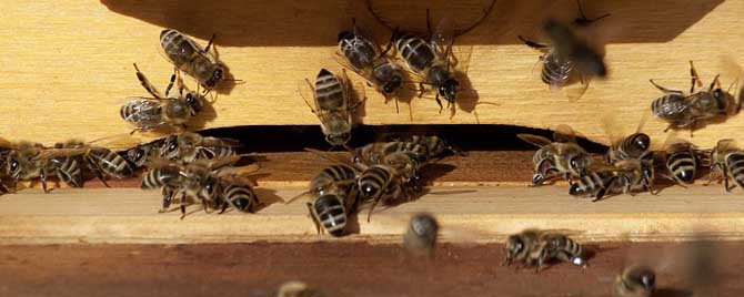 蜜蜂要冬眠過冬嗎 蜜蜂要冬眠過冬嗎