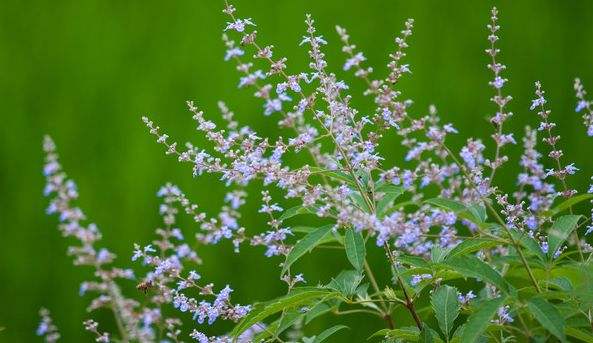 【蜜蜂養(yǎng)殖】家庭養(yǎng)蜂需要注意哪些方面? 家庭養(yǎng)蜂需要注意哪些方面?