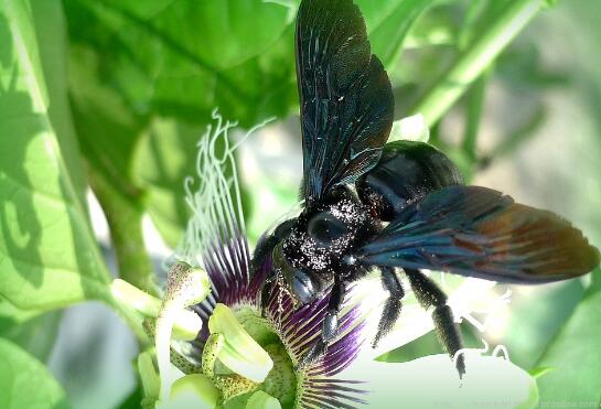 竹桶蜂怎么捉 竹桶蜂怎么捉