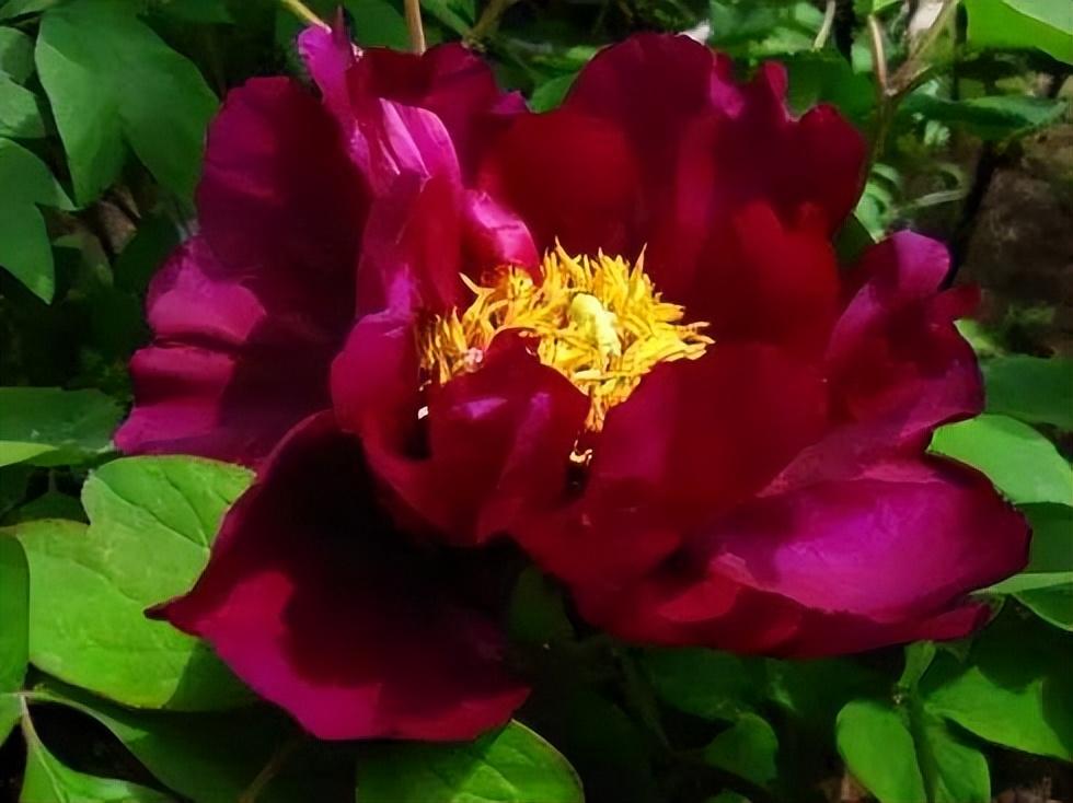 黑牡丹花是什么品種（黑牡丹花的價格及常見品種）