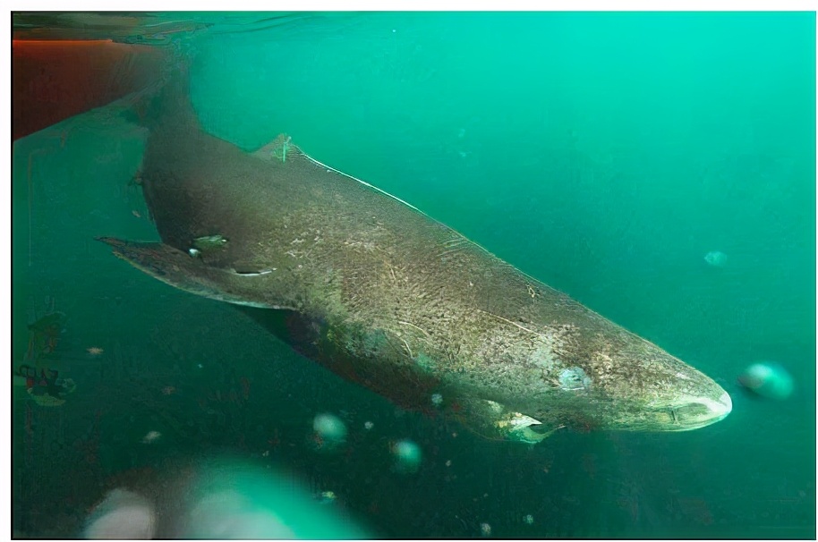 為什么這種鯊魚要活到156歲才可以交配 活到156歲才可交配,因為太懶為了吃飽飯,它們獻祭了自己眼睛