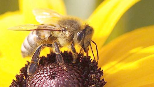 阿壩中蜂盜性強嗎(中蜂易發生盜蜂嗎) 阿壩中蜂盜性強嗎(中蜂易發生盜蜂嗎)