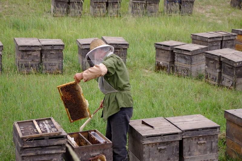 蜜蜂的養(yǎng)殖與管理技術(實用蜜蜂養(yǎng)殖新技術) 蜜蜂的養(yǎng)殖與管理技術(實用蜜蜂養(yǎng)殖新技術)