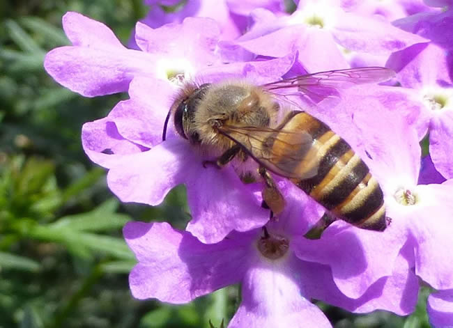 【蜜蜂知識】我國有多少群蜜蜂? 我國有多少群蜜蜂?