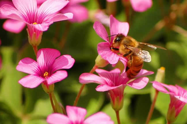 【蜜蜂知識】我國有多少群蜜蜂? 我國有多少群蜜蜂?