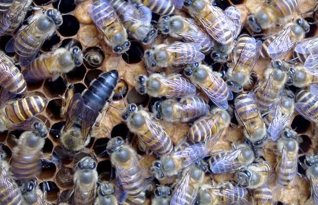 如何快速找蜂王？