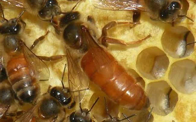 如何快速找蜂王？