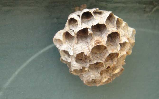 狗屎蜂(小胡蜂)(狗屎蜂有毒嗎) 狗屎蜂(小胡蜂)(狗屎蜂有毒嗎)