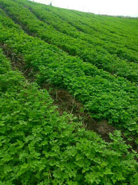 當歸植物有蜜嗎(當歸花開花有蜜嗎) 當歸植物有蜜嗎(當歸花開花有蜜嗎)