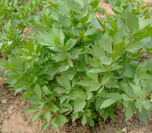 當歸植物有蜜嗎(當歸花開花有蜜嗎) 當歸植物有蜜嗎(當歸花開花有蜜嗎)