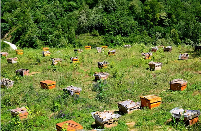 蜜蜂養殖十大忌諱是什么？(教你養蜂知識)