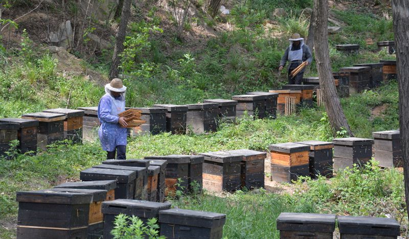 蜜蜂養殖十大忌諱是什么？(教你養蜂知識)