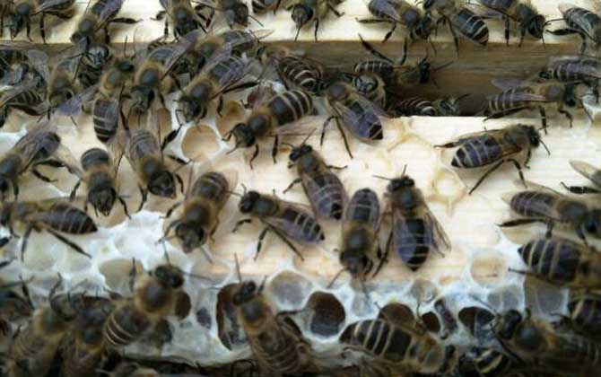 阿壩中蜂多少錢一箱(在四川阿壩中蜂一箱多少錢) 阿壩中蜂多少錢一箱(在四川阿壩中蜂一箱多少錢)