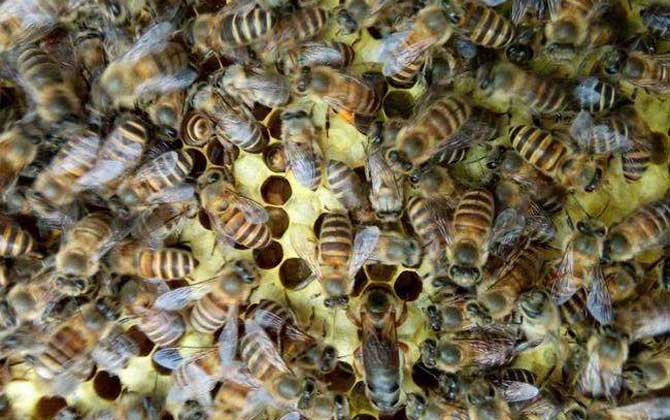 阿壩中蜂多少錢一箱(在四川阿壩中蜂一箱多少錢) 阿壩中蜂多少錢一箱(在四川阿壩中蜂一箱多少錢)