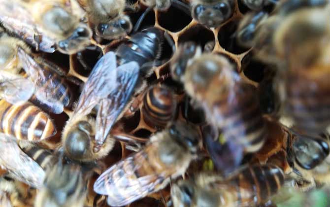 阿壩中蜂多少錢一箱(在四川阿壩中蜂一箱多少錢) 阿壩中蜂多少錢一箱(在四川阿壩中蜂一箱多少錢)