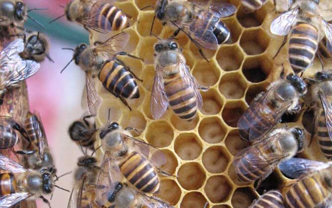 阿壩中蜂多少錢一箱(在四川阿壩中蜂一箱多少錢) 阿壩中蜂多少錢一箱(在四川阿壩中蜂一箱多少錢)